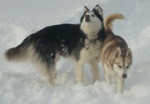 Tsunami and Avalanche.