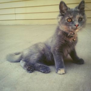 This is Famine. Our blind in one eye, abandoned, rescued and in her forever home, kitten.