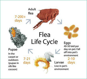 Flea Life. Pic from Google Images...