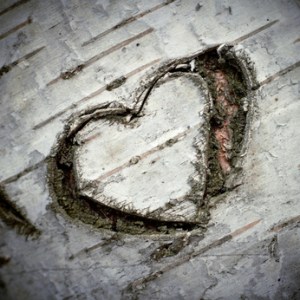 A Carved "Heart of Love" on a White Birch Tree. Shallow DOF.
