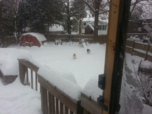 This is what they did the rest of the afternoon and all evening! 