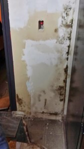 LOVELY mold we found behind a set of cabinets....