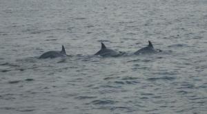 Dolphins....
