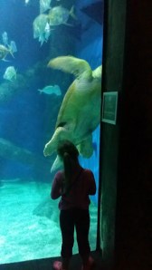 That is a BIG turtle....