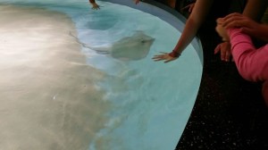 Meeting the rays! They LOVED this....