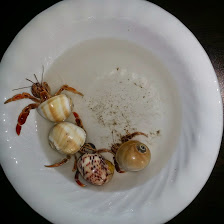 4 out of the 6 hermies we bought.